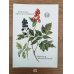画像4: 植物のカード（ソビエト／1991年） No.03