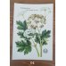 画像8: 植物のカード（ソビエト／1991年） No.01