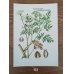 画像6: 植物のカード（ソビエト／1991年） No.01