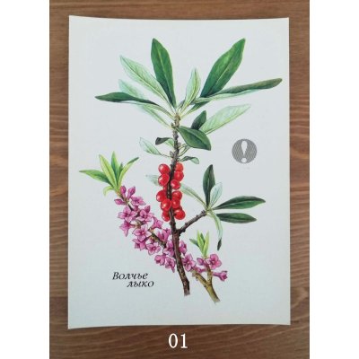 画像2: 植物のカード（ソビエト／1991年） No.03