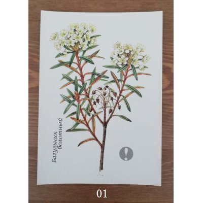 画像2: 植物のカード（ソビエト／1991年） No.01