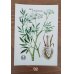 画像4: 植物のカード（ソビエト／1991年） No.01